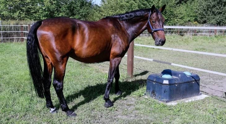 poidło niezamarzające, podgrzewane, canagri, poidło podgrzewane, poidlo izolowane, zaw&oacute;r pływakowy, polietylan, niezamarzające, konie, dla koni, dla bydła, poidła dla bydła, poidła dla koni, zima, hodowla zimą