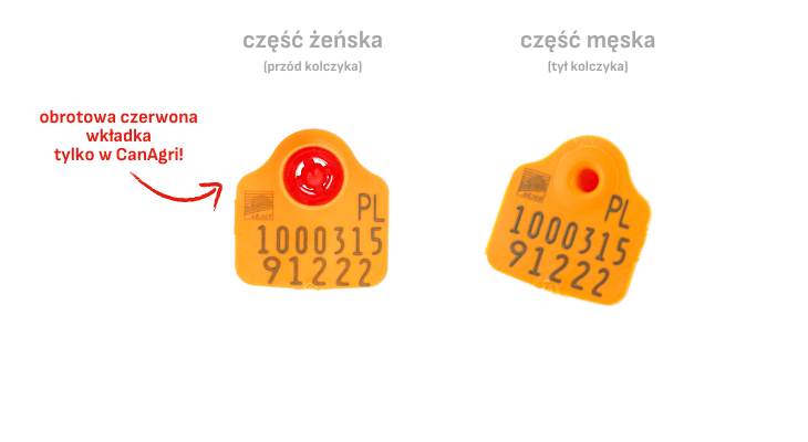 Jak zamawiać kolczyki dla zwierząt? Kolczyk dla owiec i kóz - FLEXOPLUS L pomarańczowy Canagri