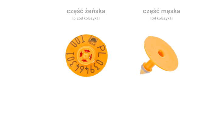 Jak zamawiać kolczyki dla zwierząt? Kolczyki MULTIFLEX R dla świń Canagri