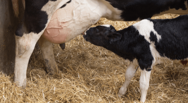 pokarm płynny, shot, energetyzujacy, energetyczny, nap&oacute;j dla krowy, wycielanie, niedob&oacute;r, energia, metabolizm,canagri