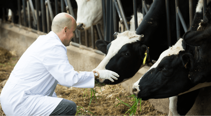 pokarm płynny, shot, energetyzujacy, energetyczny, nap&oacute;j dla krowy, wycielanie, niedob&oacute;r, energia, metabolizm,canagri