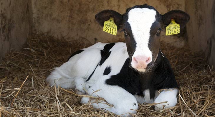 Jak zamawiać kolczyki dla zwierząt? Krowa z kolczykami Canagri