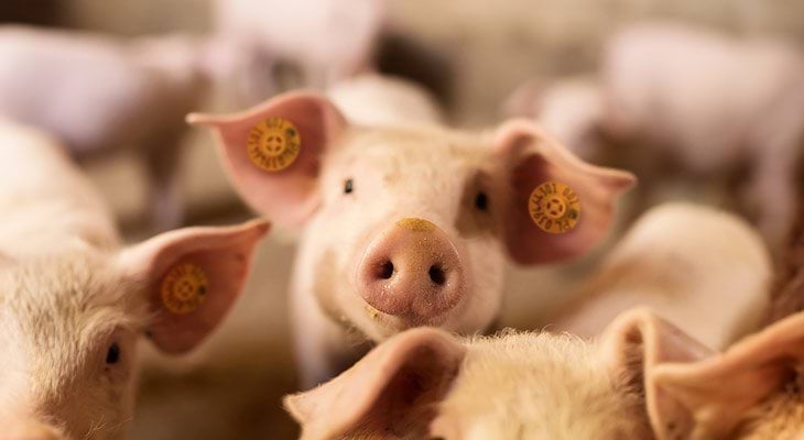 Świnie z kolczykami Canagri
