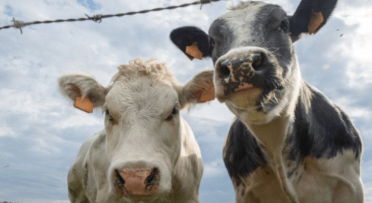 Krowa z kolczykami Canagri