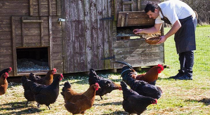 ogrodzenie elektryczne Can Agri dla drobiu